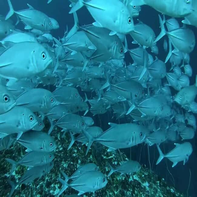 ZANZIBAR: Safari Blue snorkeling adventure with BBQ - FAQ