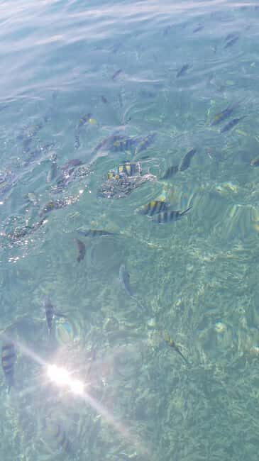 Zanzibar: Safari Blue Tour with Snorkeling and Lunch - The Experience Provider: Attam Tour & Safari