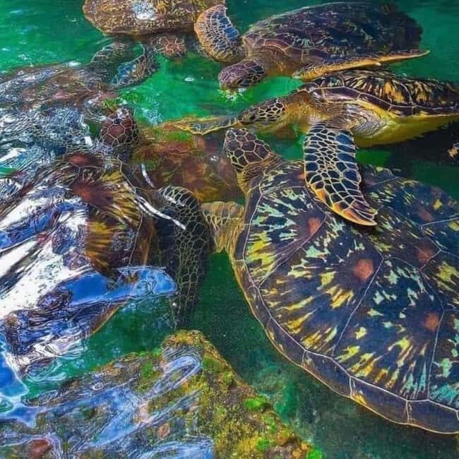 ZANZIBAR: Salaam Cave Swimming with Sea Turtles at Kizimkazi - Who Will Love This Tour?