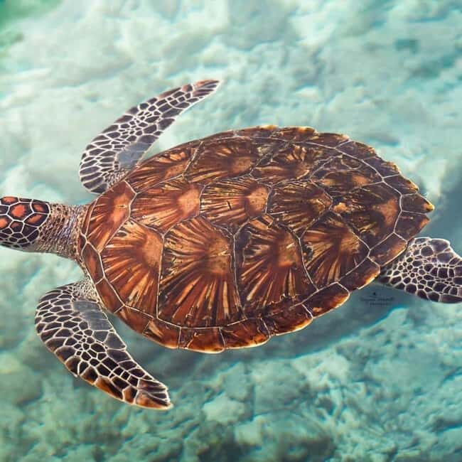 ZANZIBAR: Salaam Cave Swimming with Sea Turtles at Kizimkazi - Practical Details & Tips for Your Visit