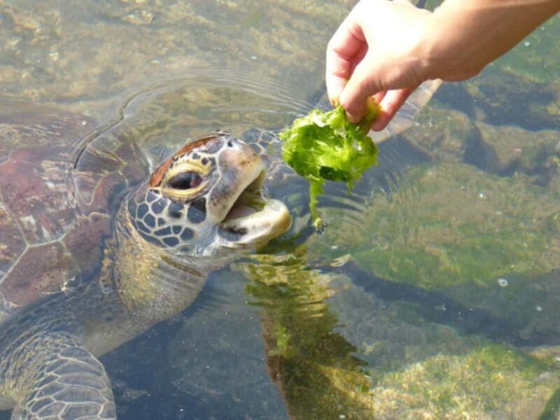ZANZIBAR: Salaam Cave Swimming with Sea Turtles at Kizimkazi - Who Will Love This Tour?