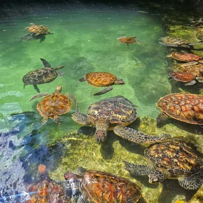 ZANZIBAR: Salaam Cave Swimming with Sea Turtles at Kizimkazi - Final Thoughts