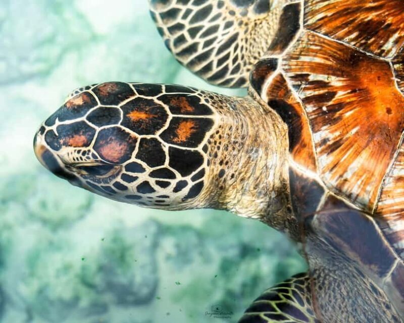 Zanzibar: Sea Turtle Swim at Salam Cave in Kizimkazi Village - Authenticity and Conservation Focus