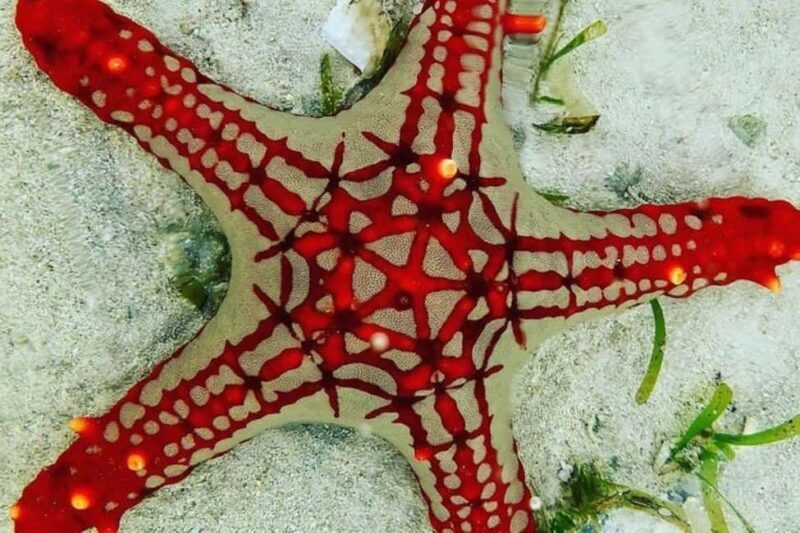Zanzibar: Snorkeling at blue lagoon & Star fish tour - Who Is This Tour Best For?
