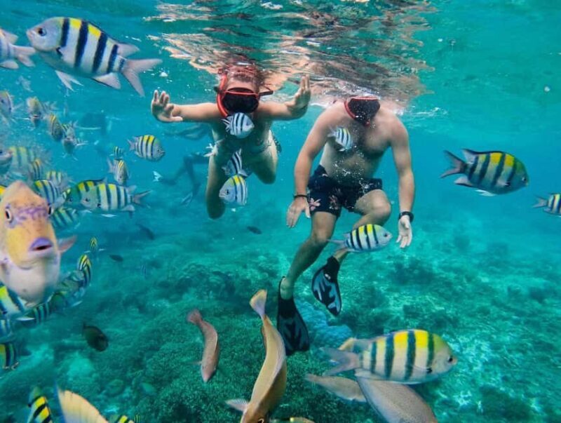 Zanzibar snorkeling +starfish and flowers garden corals - Snorkeling and Marine Conservation