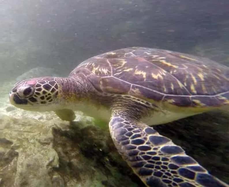 Zanzibar: South Coast Beach Day Trip with Salaam Cave Visit - The Sum Up: Who Should Consider This Tour?