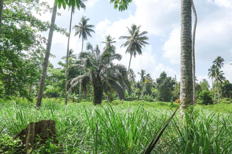 ZANZIBAR; Spice farm and Cooking class with lunch included - Final Thoughts