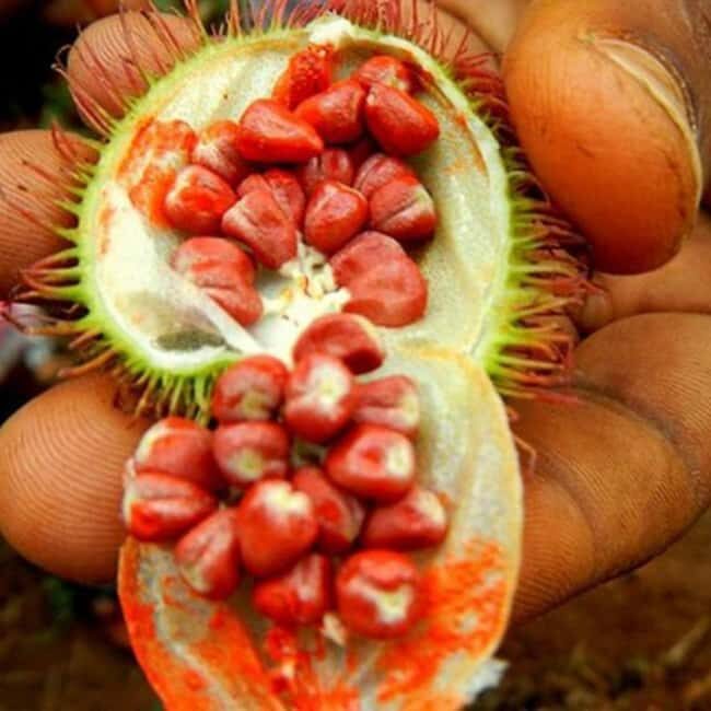 ZANZIBAR: Spice Farm and mangrove kayaking experience - Frequently Asked Questions