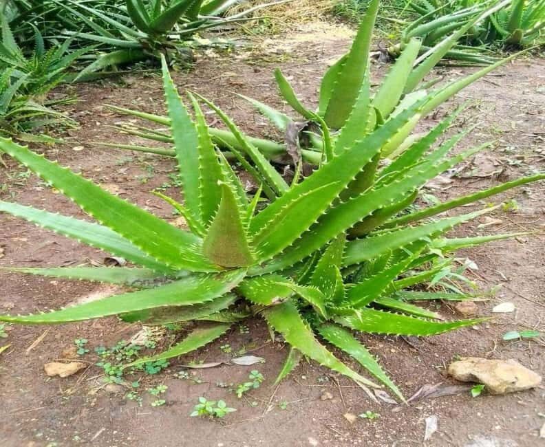 Zanzibar: Spice Farm and Stone Town Private Tour with Lunch - Key Points