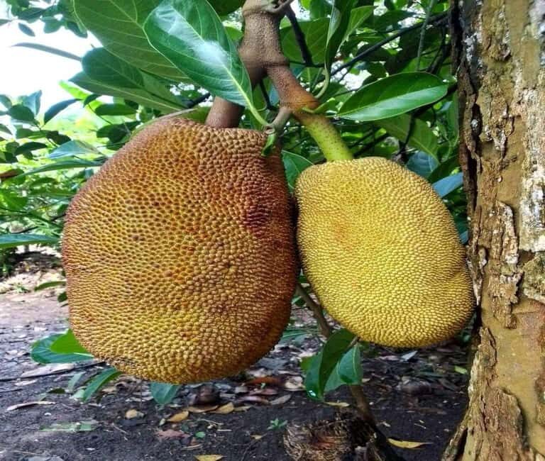 Zanzibar: Spice Farm and Stone Town Private Tour with Lunch - Final Thoughts