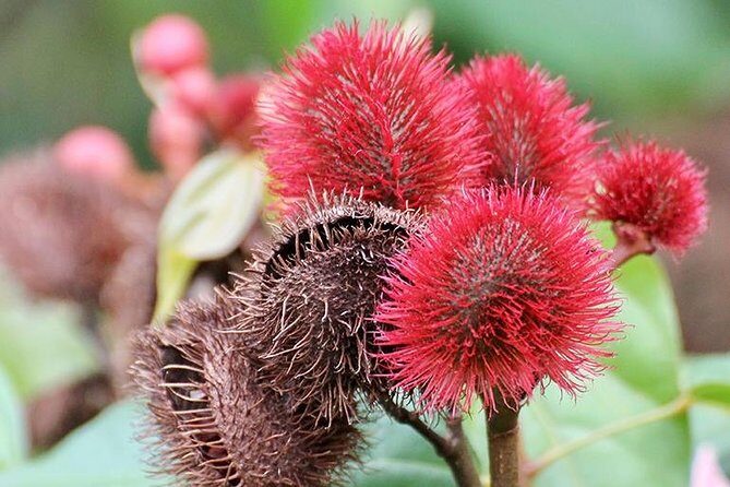 Zanzibar Spice Farm Half-Day Walking Tour - Who Should Consider This Tour?
