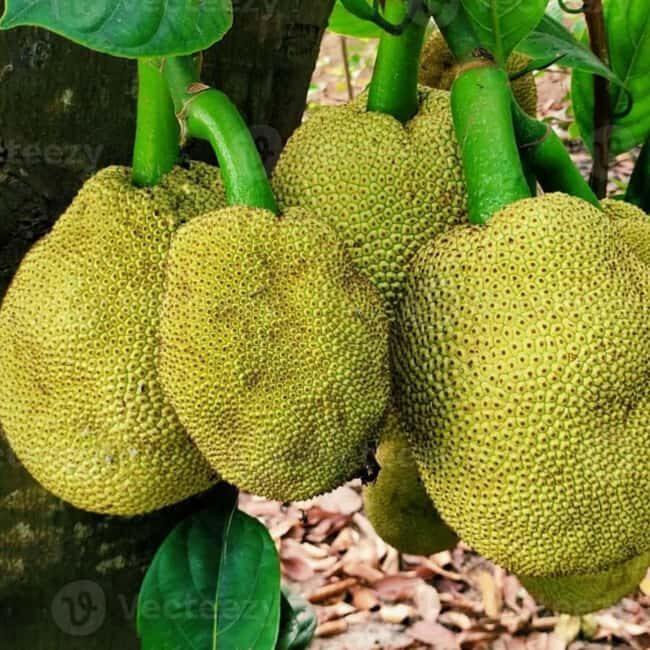 Zanzibar: Spice Farm, Jozani Forest and Blue Lagoon Day Tour - FAQ