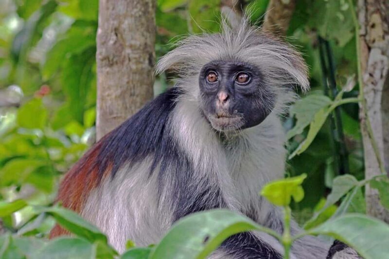 Zanzibar: Spice Farm, Jozani Forest, & Relax in Mtende beach - FAQ