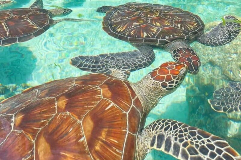 Zanzibar: Spice Farm, Jozani Forest & Sea Turtle Sanctuary - Why This Tour Is a Great Choice