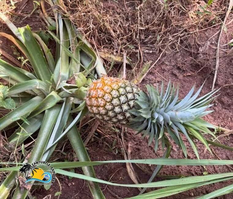 Zanzibar: Spice Farm Plantation Tour with Traditional Lunch - FAQ
