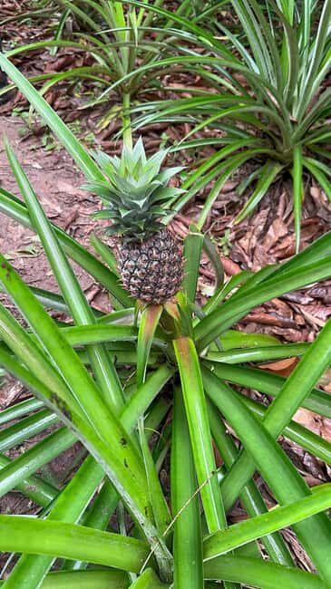 Zanzibar: Spice farm, Prison Island & Nakupenda with Lunch - Key Points