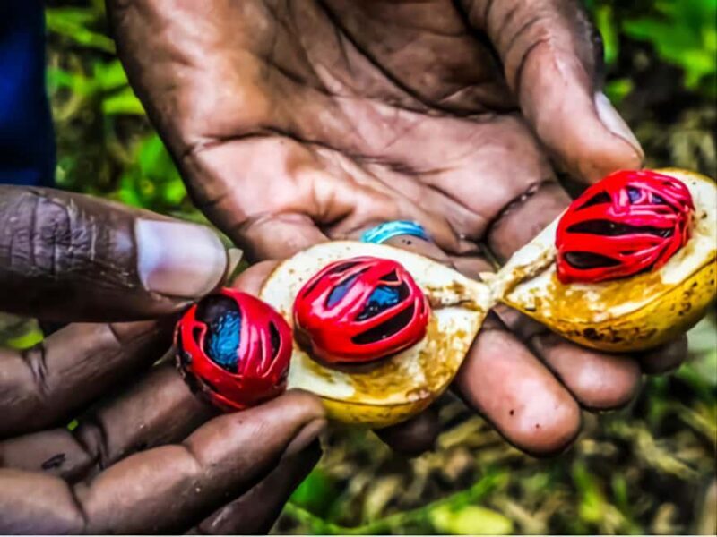 Zanzibar: Spice Farm & Prison Island with Free Tastings - An Overview of the Zanzibar Spice Farm & Prison Island Tour