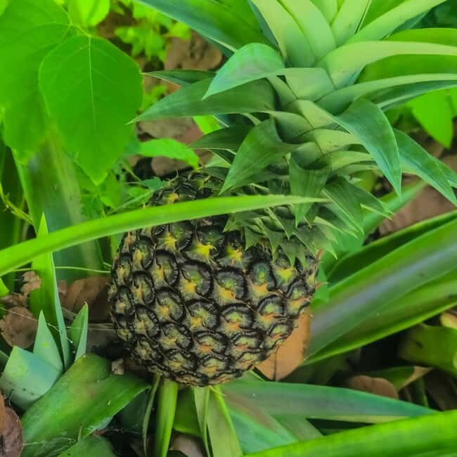 Zanzibar: Spice Farm & Prison Island with Free Tastings - The Sum Up