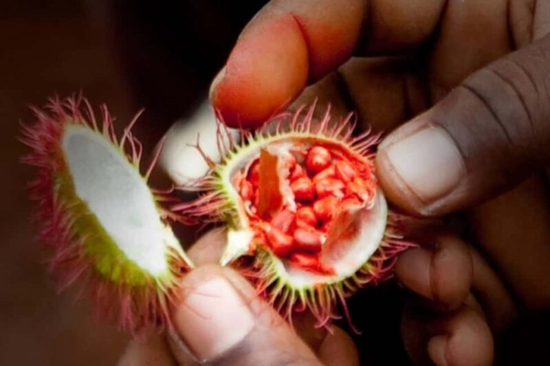 Zanzibar Spice Farm Private Guided Tour - Introduction
