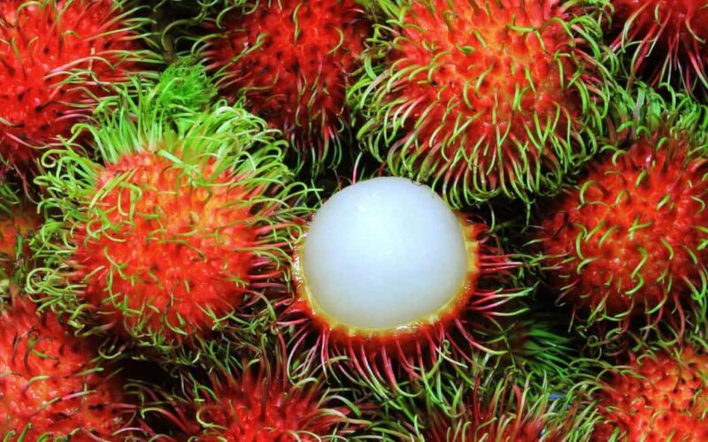 Zanzibar Spice Farm Private Guided Tour - Is It Worth the Price?