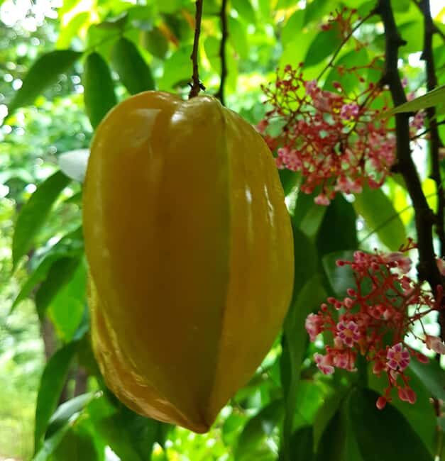 Zanzibar Spice Farm Private Guided Tour - Practical Tips for Your Visit