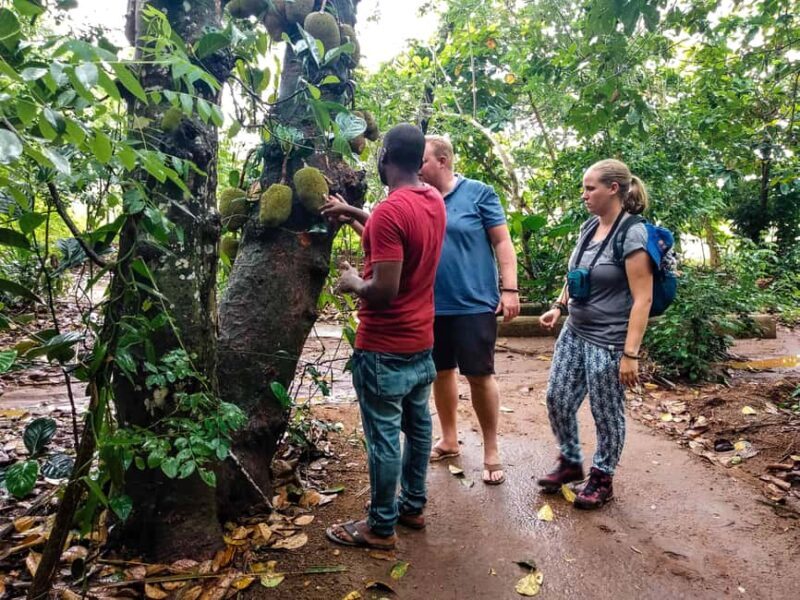 Zanzibar: Spice Farm Tour - A Closer Look at the Zanzibar Spice Farm Tour  