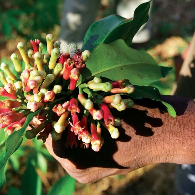 Zanzibar: Spice Farm tour and Stone Town Guided walking tour - Introduction: A Taste of Zanzibar’s Flavors and History