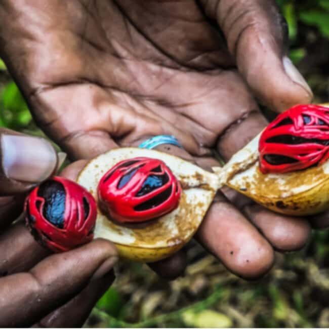 Zanzibar: Spice Farm tour and Stone Town Guided walking tour - Inclusions and Extras: What You’re Paying For