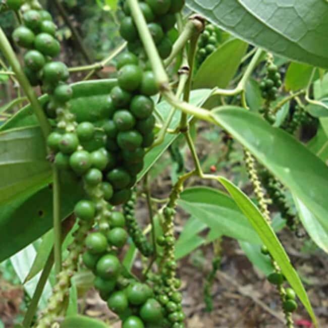 Zanzibar: Spice Farm tour and Stone Town Guided walking tour - Deep Dive: The Spice Farm Experience