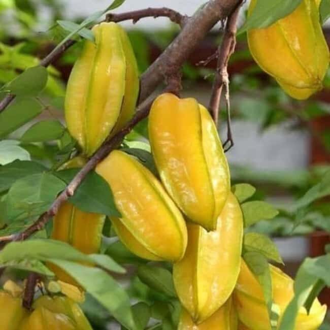 Zanzibar: Spice Farm tour and Stone Town Guided walking tour - Exploring Stone Town: History and Culture