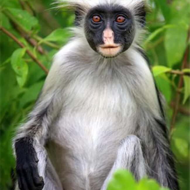 ZANZIBAR: Spice Farm tour, Jozani Forest & Rock restaurant - FAQs