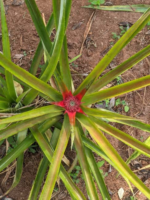 ZANZIBAR: SPICE FARM TOUR TASTING & LEARNING - A Detailed Look at the Zanzibar Spice Farm Tour