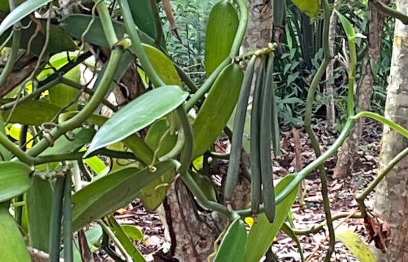 ZANZIBAR: SPICE FARM TOUR TASTING & LEARNING - The Cultural Connection: Spices in Daily Life