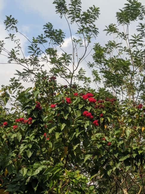 ZANZIBAR: SPICE FARM TOUR TASTING & LEARNING - What to Bring and Considerations