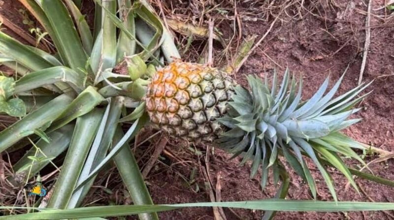 Zanzibar: Spice Farm Tour with Cooking Lesson | Half day - FAQ