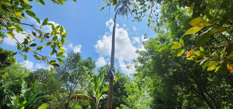 Zanzibar: Spice Farm Tour with Fruit Tasting and Coconut Art - Engaging with Local Culture: Coconut Art and Music