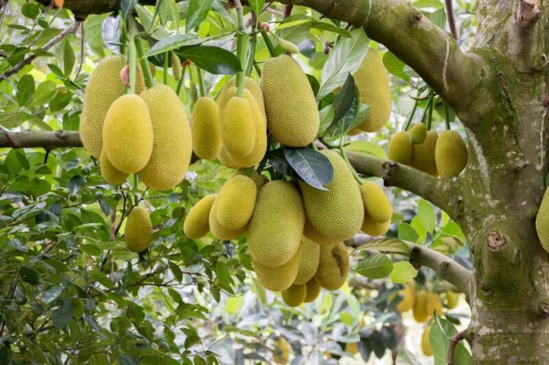 Zanzibar: Spice Farm Tour with Lunch & Tropical Fruits - An In-Depth Look at the Zanzibar Spice Farm Tour