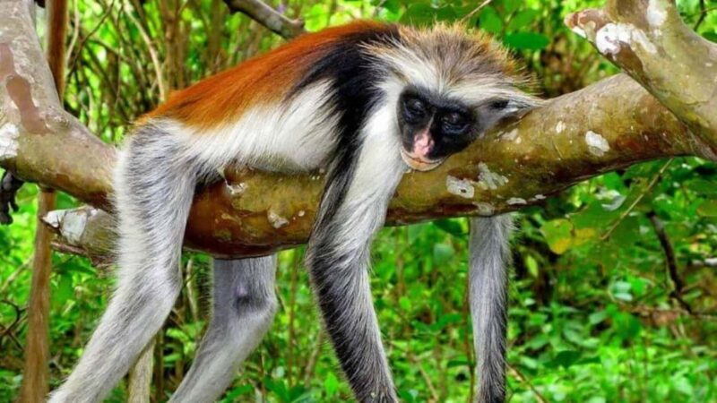 Zanzibar: Spice Farms, Prison Island & Stone Town Day Tour - Key Points