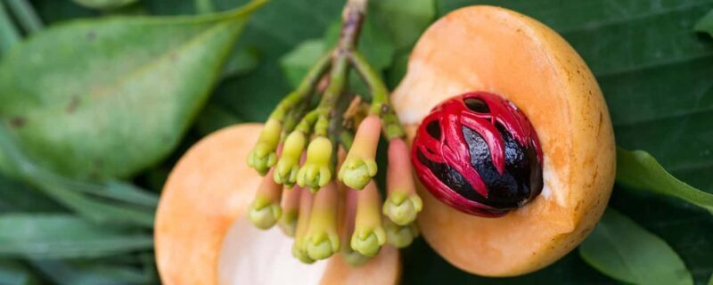 Zanzibar Spice tour - An In-Depth Look at the Zanzibar Spice Tour