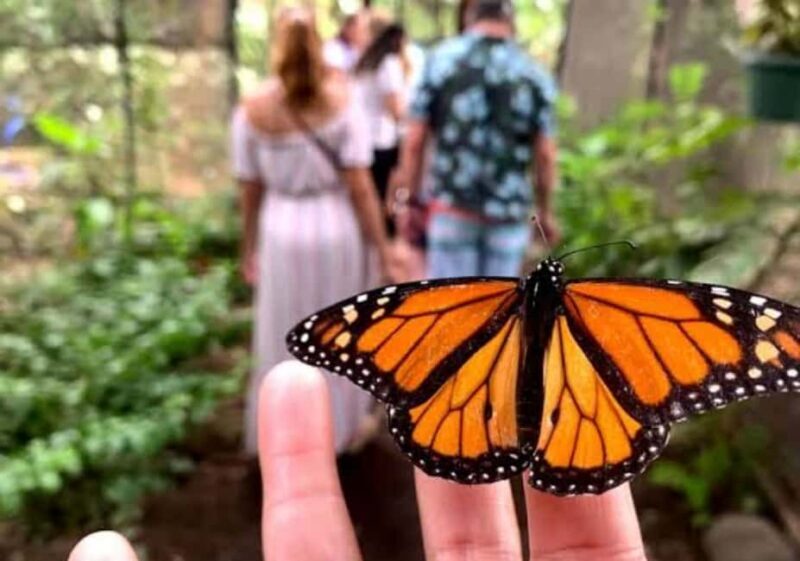Zanzibar: Stone town, Butterfly center & Sea tour turtle - Butterfly Center: A Peaceful Natural Sanctuary