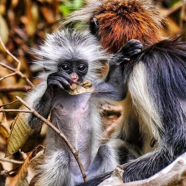 Zanzibar: Stone town Insights & Jozani forest Exploration - What Makes This Tour Stand Out