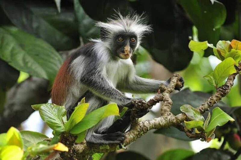 Zanzibar: Stone town, Jozani forest and sweaming with turtle - FAQ