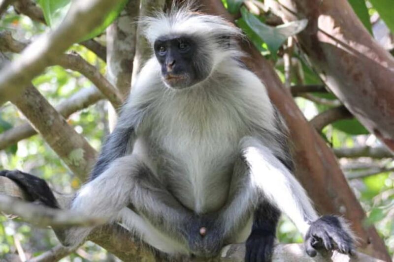 Zanzibar: Stone Town & Jozani Forest Day Tour - Transportation and Logistics  