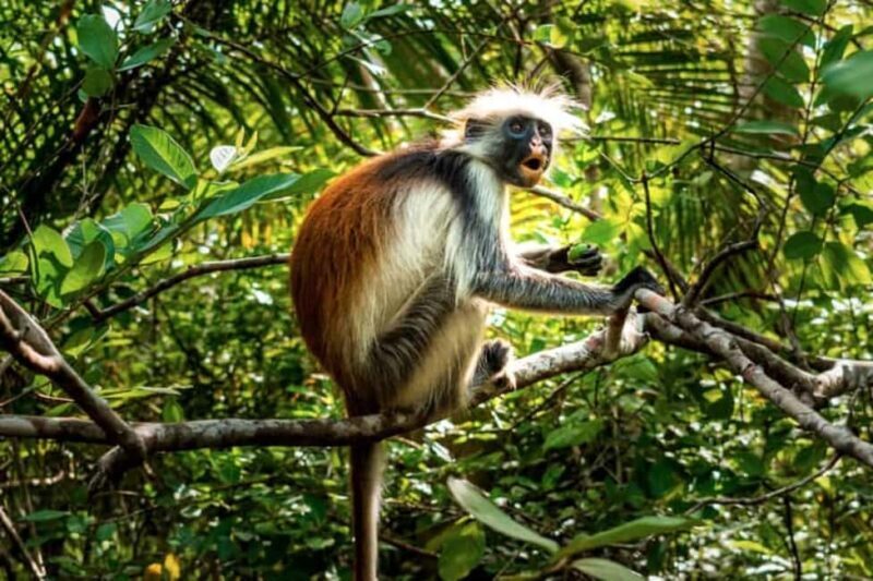 Zanzibar: Stone Town, Prison Island, and Jozani Forest Tour - An In-Depth Look at What You Can Expect