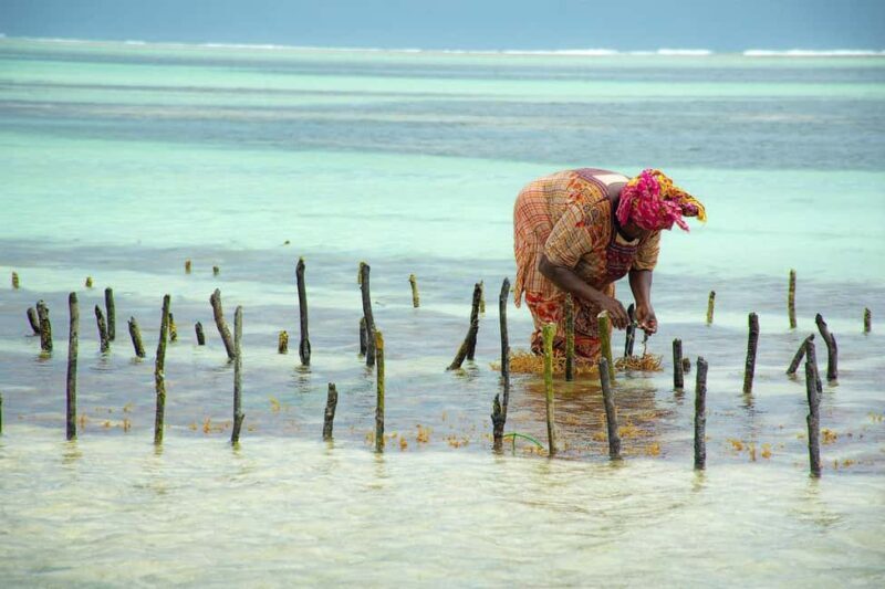 Zanzibar: Stone Town & Prison Island, Nakupenda, Mnemba - Exploring Zanzibar: A Well-Rounded Day Tour