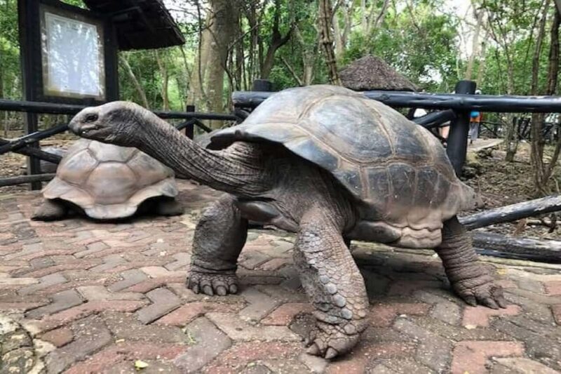 Zanzibar: Stone Town & Prison Island Tour with Tortoises - Exploring Stone Town: A Cultural Treasure Chest