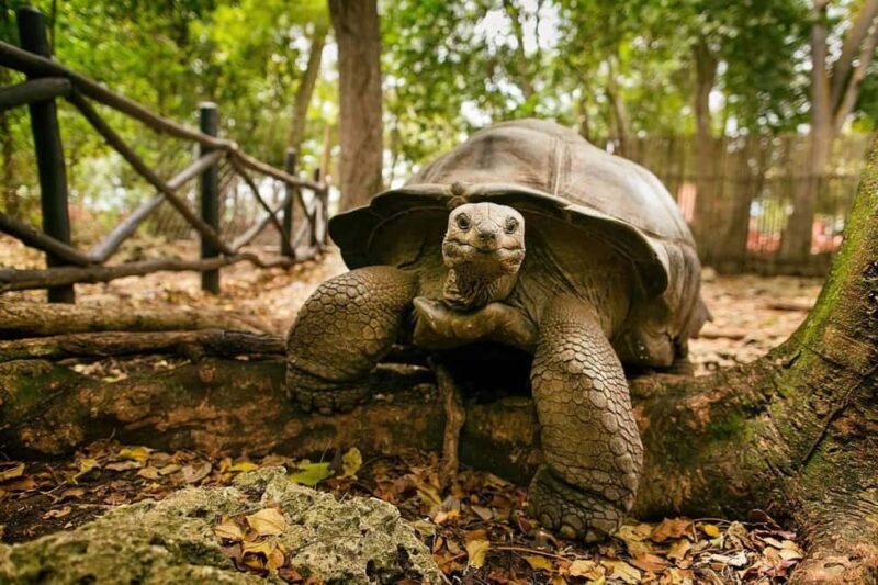 Zanzibar: Stone Town & Prison Island Tour with Tortoises - Exploring Prison Island & Relaxing on the Beach