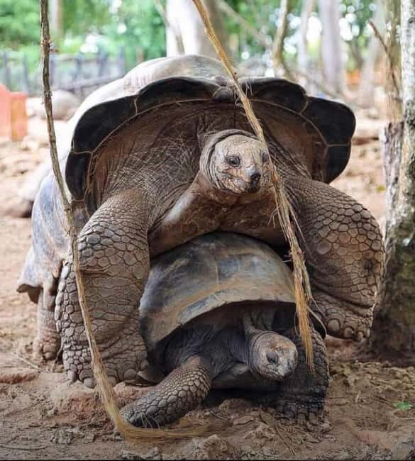 Zanzibar: Stone Town & Prison Island Tour With Tortoises - Exploring Zanzibar’s Historic Streets
