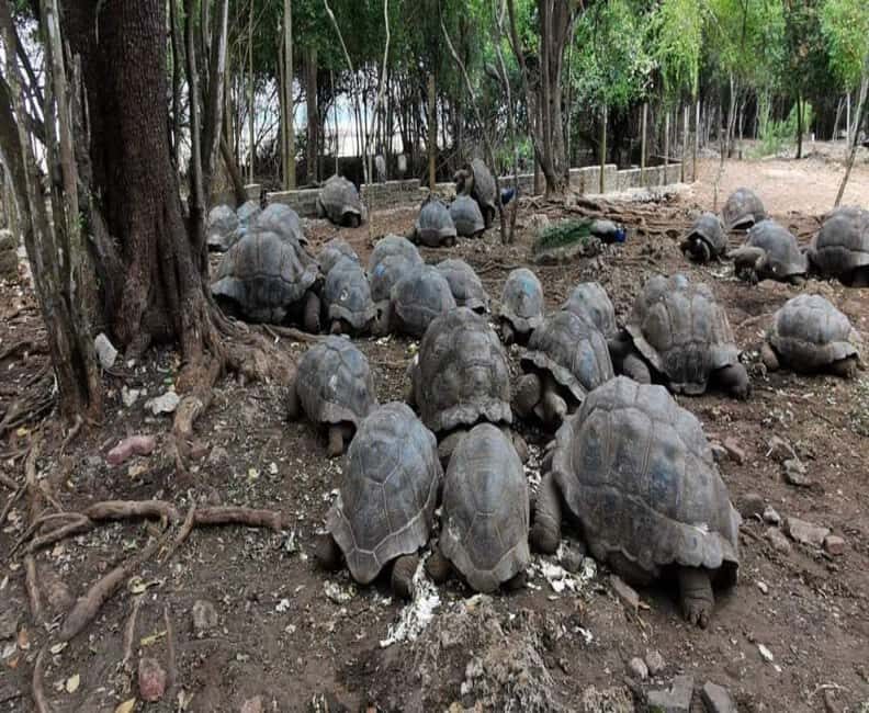 Zanzibar: Stone Town, Spice Farm, and Prison Island Tour - A Closer Look at the Tour Experience