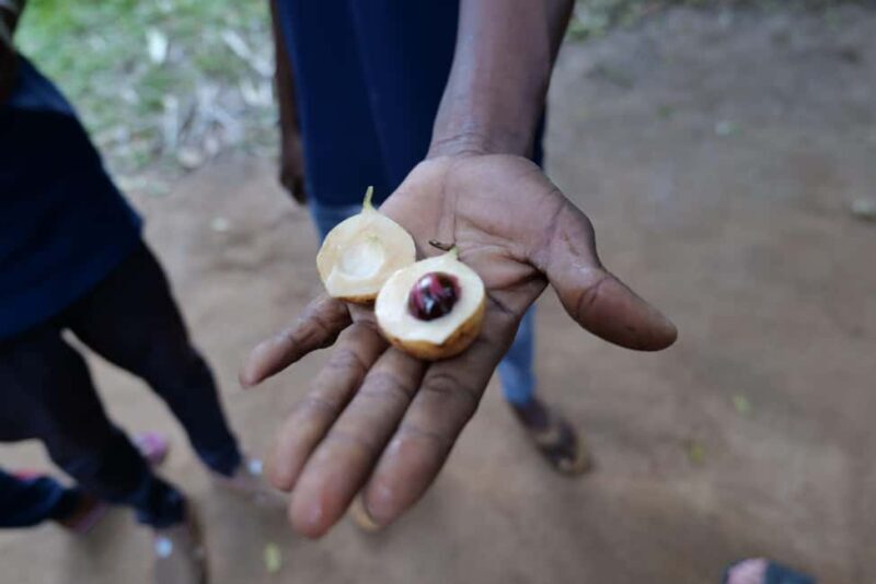 Zanzibar: Stone Town, Spice Farm & Jozani Forest Tour - Key Points